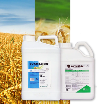 MAYANDRA + PYGMALION