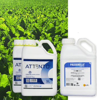 ATTENTO + PASSERELLE