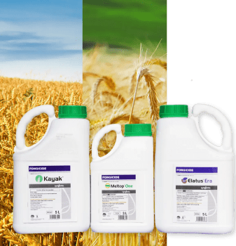 KAYAK + MELTOP ONE + ELATUS ERA