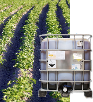 START POMME DE TERRE