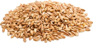 ALKOR BIO