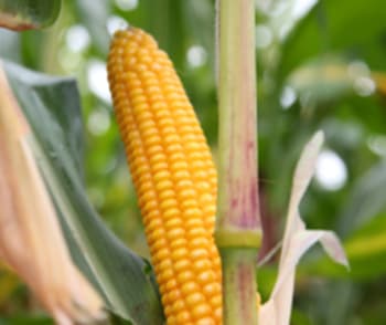 PRIMINO BIO