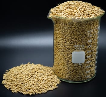 Epiphany Craft Malt Malt 2 rangs Foundation