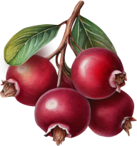 Oregon Fruit Purée - Canneberge