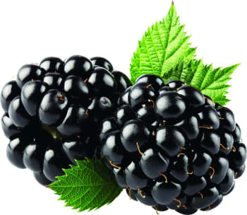Mane Saveur de fruit Mûre - Naturelle