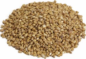 Canada Maltage Malt de blé blanc