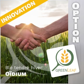 GREENLEAF BLE TENDRE HIVER + OPTION OIDIUM