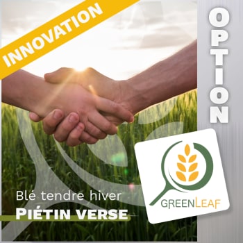 GREENLEAF BLE TENDRE HIVER + OPTION PIETIN VERSE
