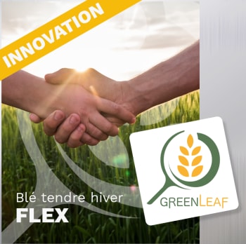 GREENLEAF BLE TENDRE HIVER FLEX