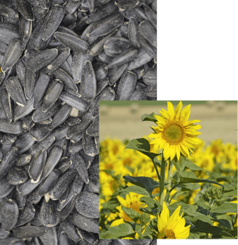 Tournesol Oléique SY BALNEO