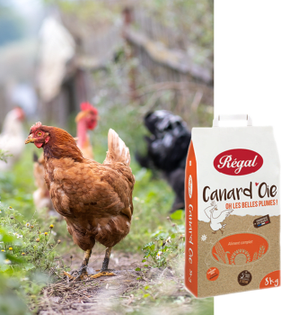 REGAL CANARD