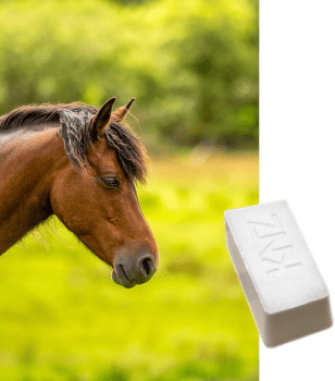KNZ HORSE LICK