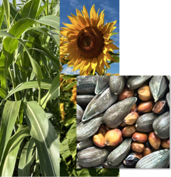 Mélange LID METHA 20