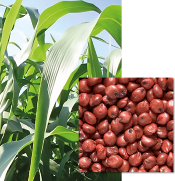 Sorgho Fourrager EMERAUDE