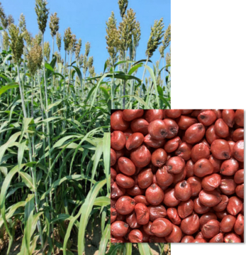 Sorgho Fourrager FLAVIUS