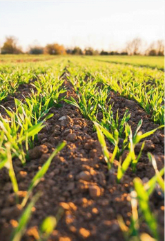 Analyse foliaire – VégéTechnic