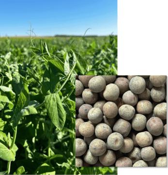 Pois Fourrager ARKTA BIO