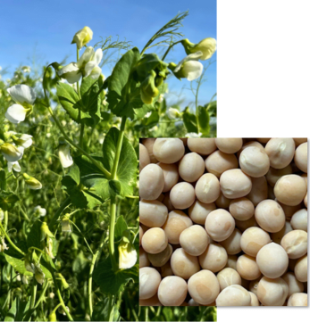 Pois Fourrager ASTEROID BIO