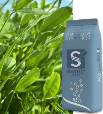 MS DEROBEE QUADR'Y FIX