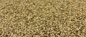 Briess Malting Malt Biologique 2 rangs pour brasseurs