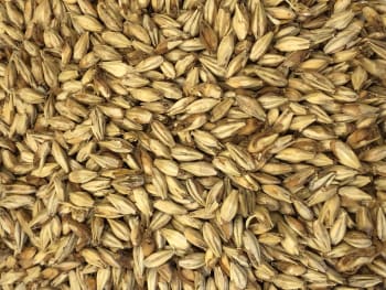 Briess Malting American Honey Malt
