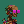 Argonaut #0006