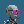 Argonaut #0005