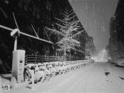 Bicycles, Quieted by the Storm