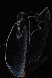 Swan