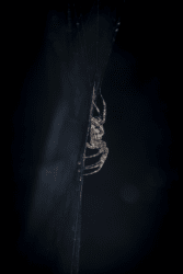 I Spider