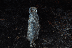 Meerkat