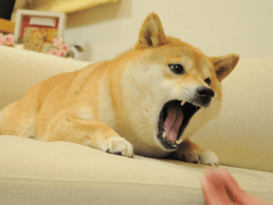 1 Angry Doge Print floor 0