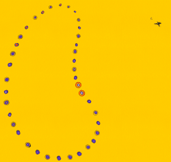 Fruit of Minimalism and Overlap