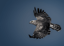 1 Pranay Bhatnagar Anniversary Editions floor 0