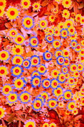 1 UNCELEBRATED floor 0.017994