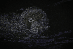 Harbour Seal