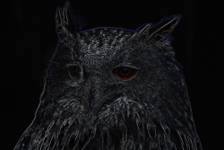 Eagle Owl