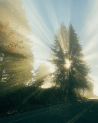 1 Withhearts Editions floor 0.0013