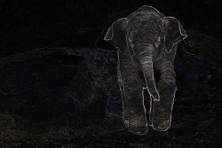Baby Elephant