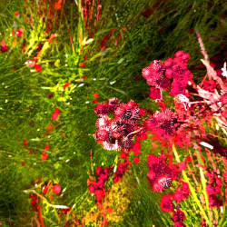 1 Autonomous Forest Plots floor 1