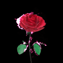 1 BURN THE BITCH floor 0