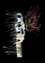 2 Etheric Soma floor 0