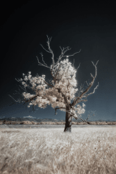 1 1R 7R335 - The Dynamics floor 0.02222