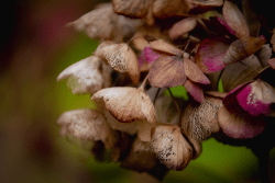 Hydrangea in the garden