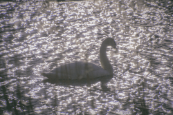 Swan in the Sunlight