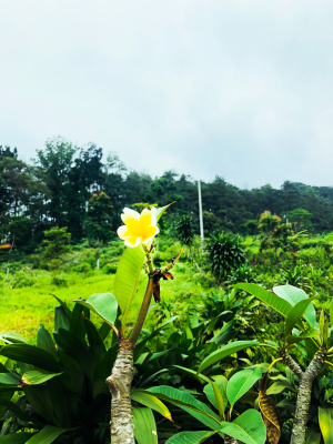 Survive Flowers