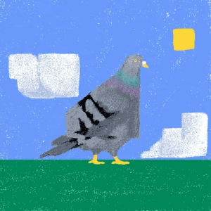 #1 pigeon