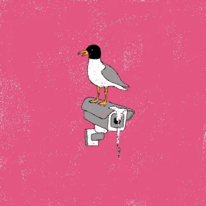 runaway seagull