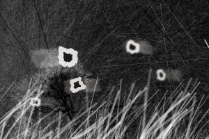 Poppies in the Wind #2