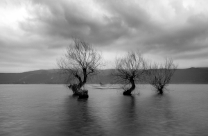 Solitude Trees